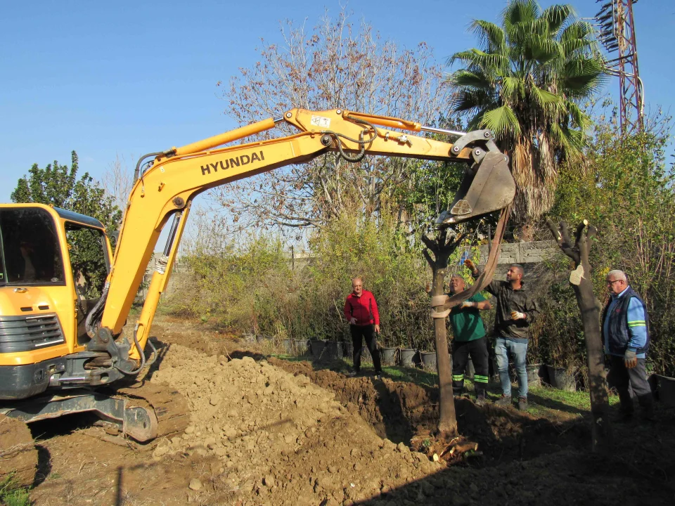 Trafik Düzenlemesi Devam Ederken Ağaçlar Güvende: Hepsi Naklediliyor