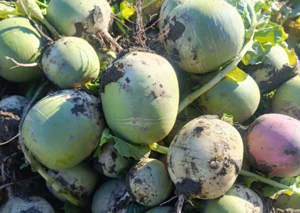 Ceyhanlı Üretici Çaresiz: Turp Para Etmiyor